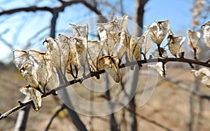 Very fragile dried flower similar to Cimicifuga foetida