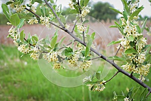 Privet Shrup - White Trumpet Flowers - Spring photo