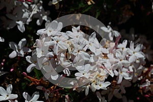 Spring Bloom Series - Fragrant Climbing Pink Jamine Flowers - Jasminum polyanthum photo