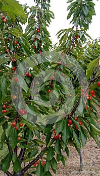 very fresh cherries I found in Australian fruit plantations, very sweet if the fruit is black and picked directly from the tree