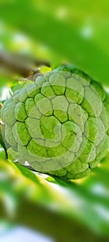 very fresh and healthy young serikaya fruit