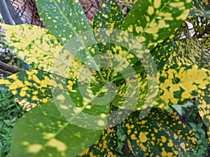 very fresh landscape photo of puring leaves with green and yellow spots