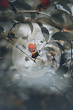 very fresh rare fruit