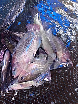 very fresh tilapia tilapia for cooking and the last name is mujair fish photo