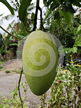 Very fresh young mango fruit. Very fresh young mango