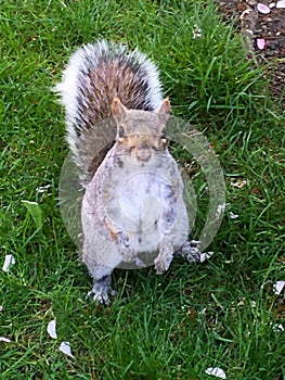 Very Friendly Squirrel Poses for Camera