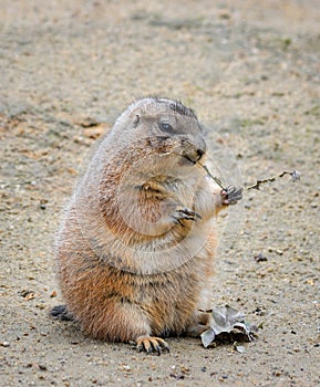Very funny and angry Prairie dog eating food in natural background at the zoo. Prairie dogs or Cynomys.