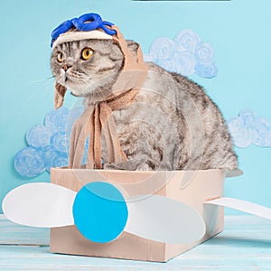 Very funny cat pilot of an airplane with glasses and a pilot`s hat sitting on a plane, against the background of clouds. Concept