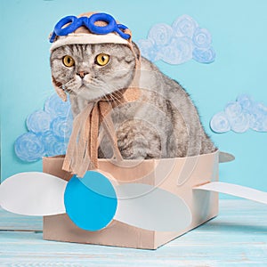 Very funny cat pilot of an airplane with glasses and a pilot`s hat sitting on a plane, against the background of clouds. Concept