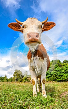 Very funny cow with big muzzle staring straight into camera close up. Farm animals.