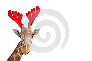 Very funny giraffe head in Christmas Reindeer Antlers Headband isolated on white background. Funny giraffe portrait