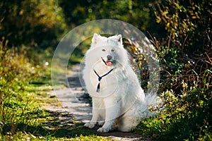 Very Funny Happy Funny Lovely Pet White Samoyed Dog Outdoor in S