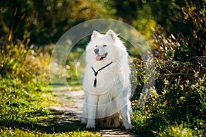 Very Funny Happy Funny Lovely Pet White Samoyed Dog Outdoor in Summer Park