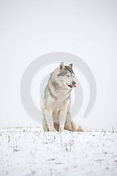 Very funny husky eats snow and makes faces.