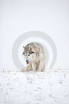 Very funny husky eats snow and makes faces. Gray Siberian husky