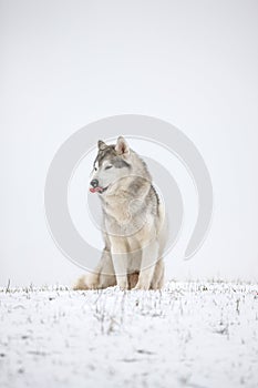 Very funny husky eats snow and makes faces. Gray Siberian husky