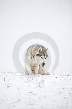 Very funny husky eats snow and makes faces. Gray Siberian husky sits in the snow. Portrait of a dog. A dog on a natural background