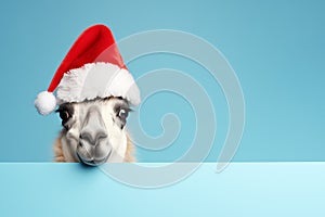 A very funny llama or alpaca in a Santa Claus hat isolated on blue background. New Year or Christmas concept banner with