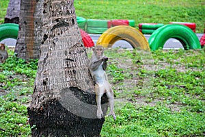 Very funny monkey sitting on a palm tree
