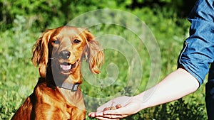 A very funny red-haired dog with an open mouth sits in a beautiful green forest in summer. The dog stuck out his tongue