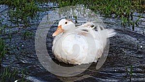 Very funny white domestic duck cleans its feathers near a small pond, washes and splashes water. 4K resolution video