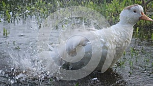 Very funny white domestic duck cleans its feathers near a small pond, washes and splashes water. 4K resolution video