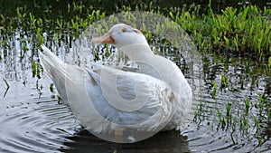 Very funny white domestic duck cleans its feathers near a small pond, washes and splashes water. 4K resolution video