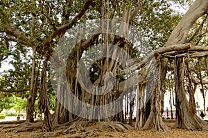 A very giant tree, Ficus Macrophylla Tree photo