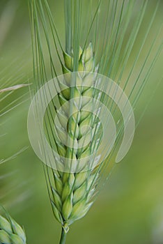 A very good barley spike.