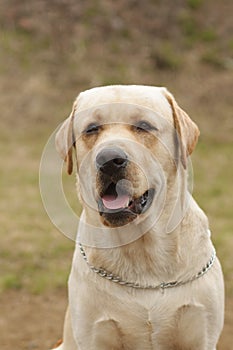 Very good yellow dog Labrador