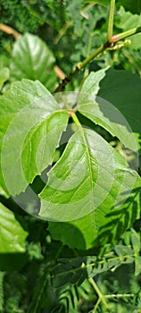 Very green and dense shoe tree leaves in the front yard of the house