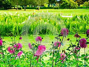 Very green garden with flowers