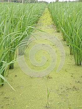 very green rice plants are still in the growth stage, and the water is mossy