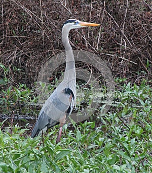 Very handsome Great Blue Heron hunting in a small Florida swamp.