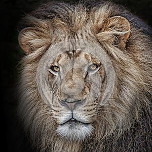 Head shot of a male lion photo