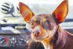 Very happy and cheerful russian toy terrier dog Tulum Mexico