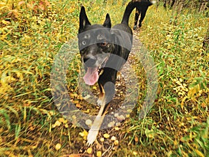 A very happy German Shepherd Siberian Husky mixed-breed dog standing on a trail in autumn at Assiniboine Forest in Winnipeg,