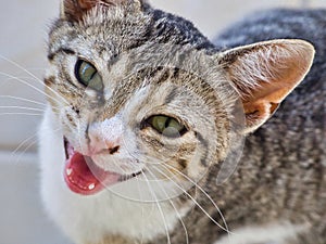 A very Happy Grey Tabby Ally Cat