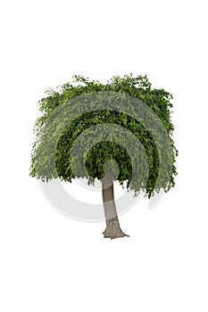 Very healthy ficus tree isolated