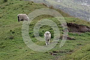 A very healthy Spring lamb