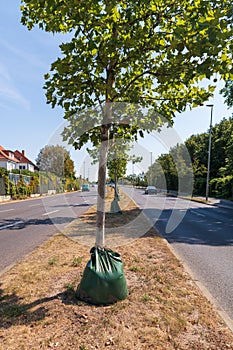 In very hot weather the trees are watered by such bags with holes