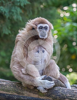 Gibbon monkey alone at the zoo sitting on his seated branch of three quarter