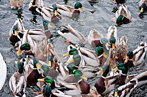 Very hungry ducks