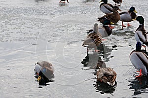 Very hungry ducks