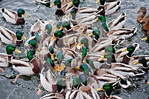 Very hungry ducks