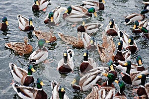 Very hungry ducks