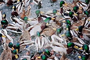 Very hungry ducks