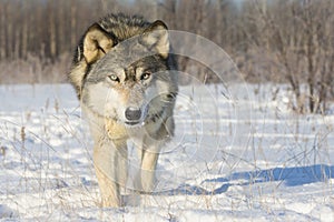 Very intense gaze of timber wolf