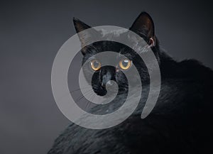 Very intense looking black cat