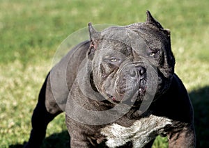 A very intense pitbull